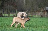 IRISH WOLFHOUND 262